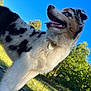 dog, blue_sky, outdoor, grass, tree, pets, animal, happy, tongue_out, collar, nature, sunlight, fur, canine, daylight, playful, closeup, looking_up, summer, trampoline