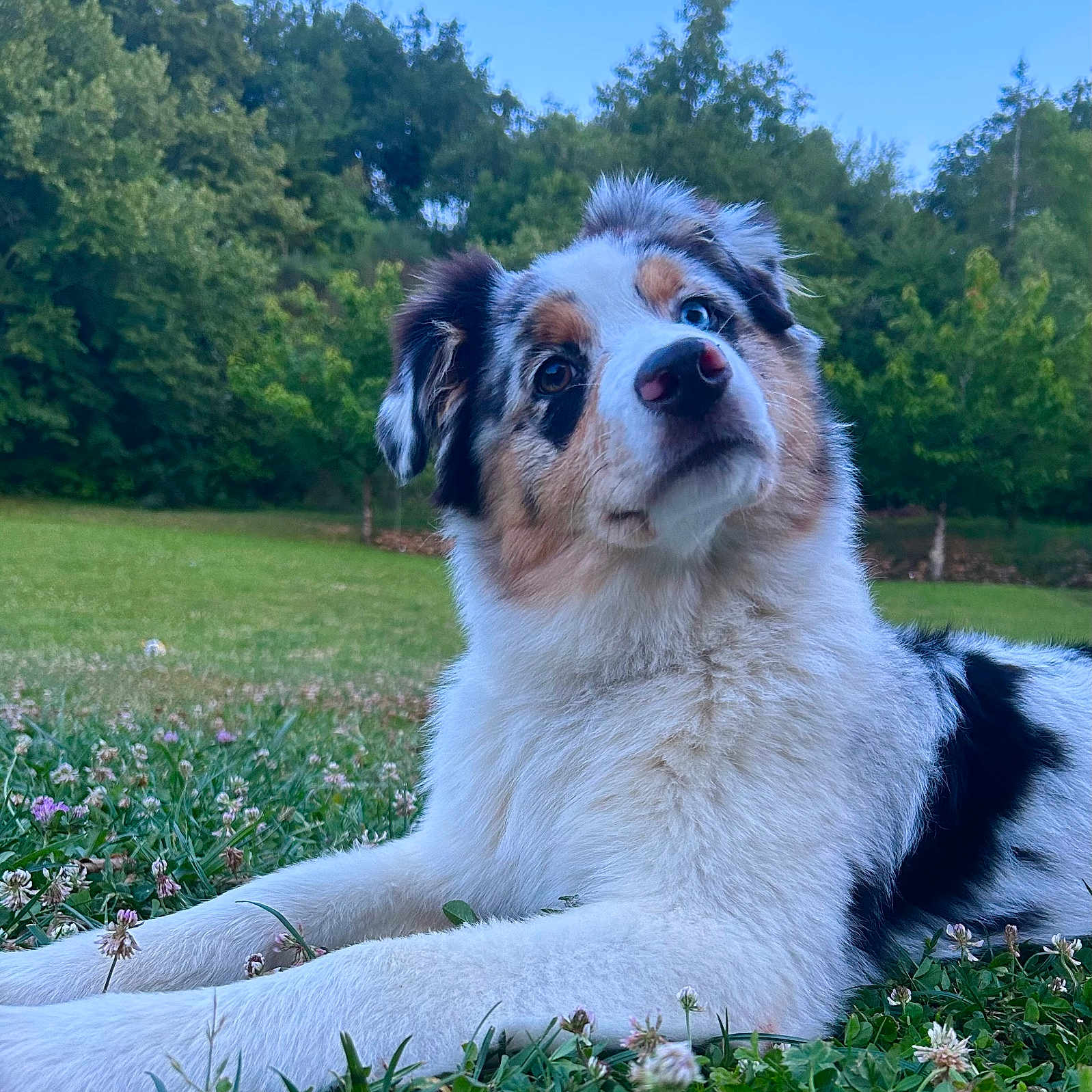 Vaya a rejoint le concours — aidez-le/la à gagner de superbes lots ! animal, australian_shepherd, blue_eyes, brown_eyes, canine, clover, curious, dog, ears, fur, grass, greenery, head_tilt, laying_down, muzzle, nature, outdoor, pet, sky, trees
