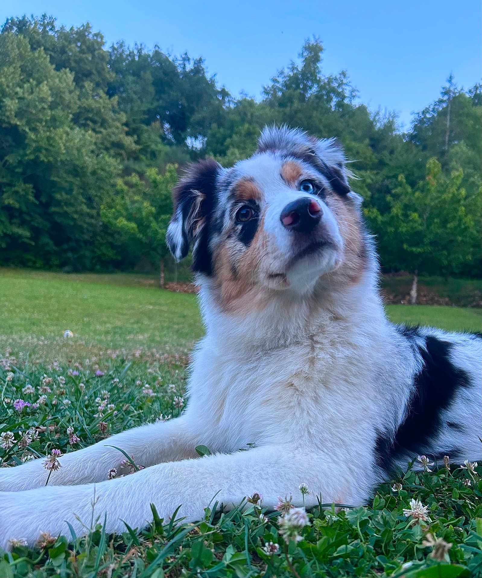 Vaya a rejoint le concours — aidez-le/la à gagner de superbes lots ! dog, australian_shepherd, blue_eyes, brown_eyes, grass, clover, outdoor, greenery, trees, sky, pet, animal, canine, fur, muzzle, ears, nature, laying_down, curious, head_tilt