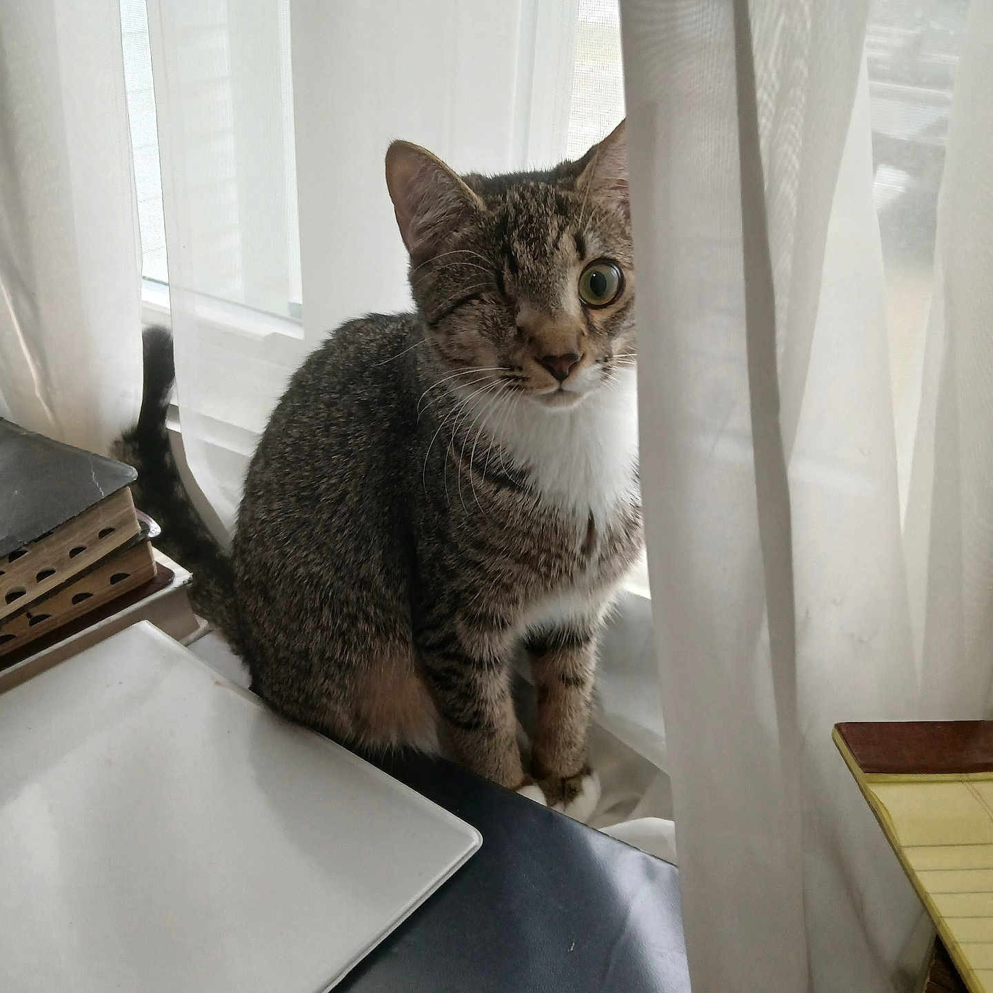 Jackk joined the competition — help win amazing prizes! abyssinian, animal, cat, computer, curtain, desk, egyptiancat, electronics, furniture, hardwood, homedecor, kitten, laptop, manx, pc, pet, table, window, windowsill, wood