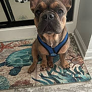 Elvis is registered to the contest to win money with this photo: french_bulldog, puppy, dog, blue_harness, sitting, indoor, floor_mat, sea_turtle, starfish, tile_floor, ears, eyes, pet, animal, close_up, looking_up, cute, small_dog, domestic_dog, expression