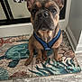french_bulldog, puppy, dog, blue_harness, sitting, indoor, floor_mat, sea_turtle, starfish, tile_floor, ears, eyes, pet, animal, close_up, looking_up, cute, small_dog, domestic_dog, expression