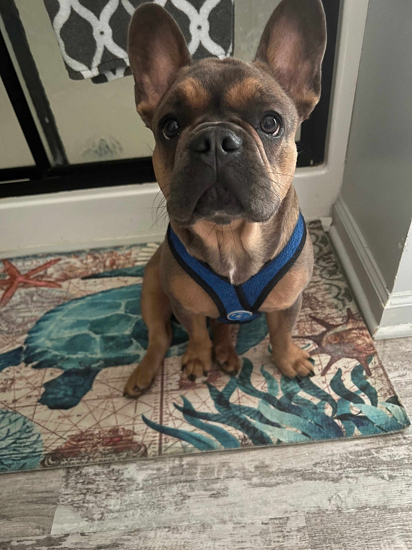 Elvis is registered to the contest to win money with this photo: french_bulldog, puppy, dog, blue_harness, sitting, indoor, floor_mat, sea_turtle, starfish, tile_floor, ears, eyes, pet, animal, close_up, looking_up, cute, small_dog, domestic_dog, expression