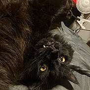 Lugosi is registered to the contest to win money with this photo: cat, black_cat, yellow_eyes, fangs, lying_down, upside_down, fur, bed, gray_bedspread, indoor, fan, decorations, spiders, red_board, pet, animal, whiskers, cute, cozy, relaxed