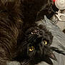 cat, black_cat, yellow_eyes, fangs, lying_down, upside_down, fur, bed, gray_bedspread, indoor, fan, decorations, spiders, red_board, pet, animal, whiskers, cute, cozy, relaxed