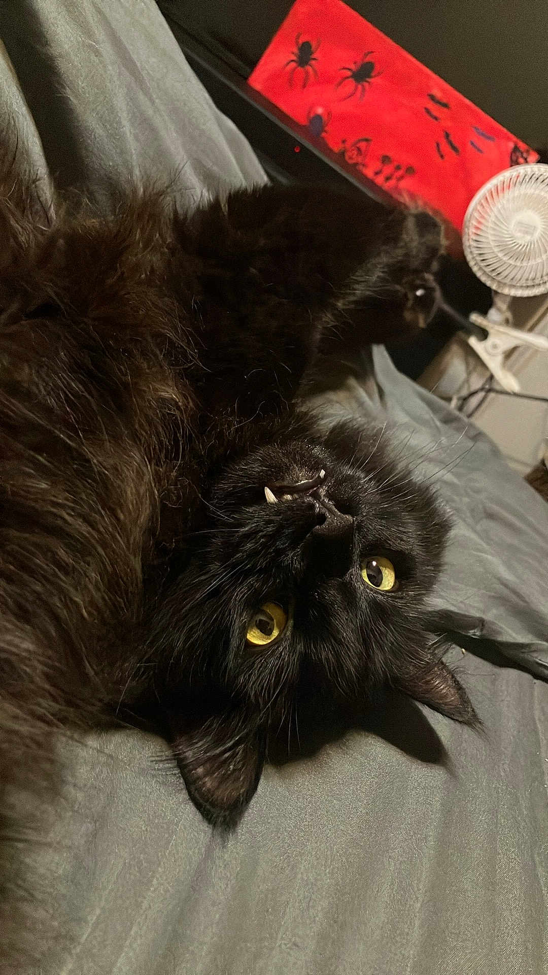 Lugosi is registered to the contest to win money with this photo: cat, black_cat, yellow_eyes, fangs, lying_down, upside_down, fur, bed, gray_bedspread, indoor, fan, decorations, spiders, red_board, pet, animal, whiskers, cute, cozy, relaxed