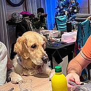 Shana a rejoint le concours — aidez-le/la à gagner de superbes lots ! adult, animal, beverage, canine, coffee, coffeecup, couch, diningtable, dog, female, furniture, goldenretriever, indoors, person, pet, plant, pottedplant, puppy, table, woman