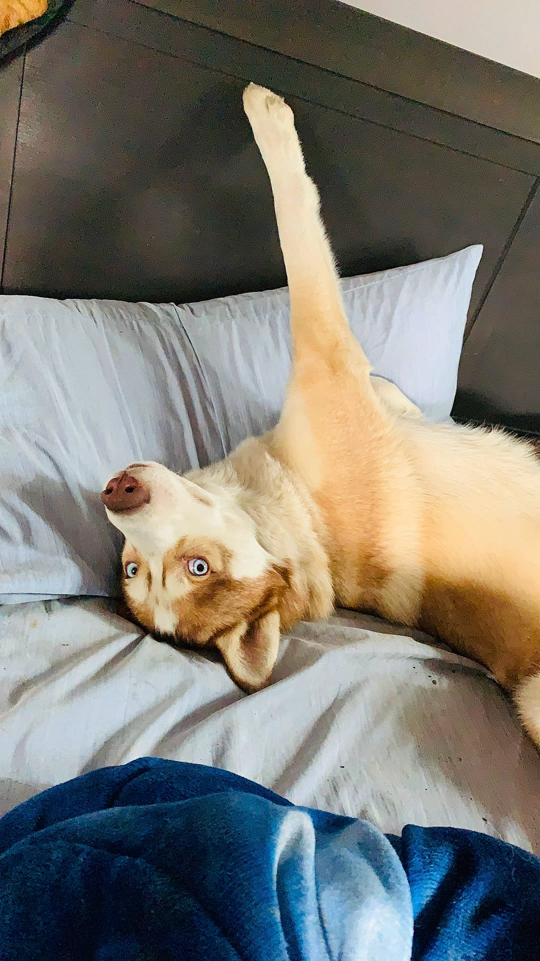 Maxx joined the competition — help win amazing prizes! bedding, canidae, carnivore, comfort, companion_dog, dog, dog_breed, ear, eye, fawn, felidae, linens, pillow, small_to_medium_sized_cats, snout, sporting_group, tail, trunk, whiskers, window