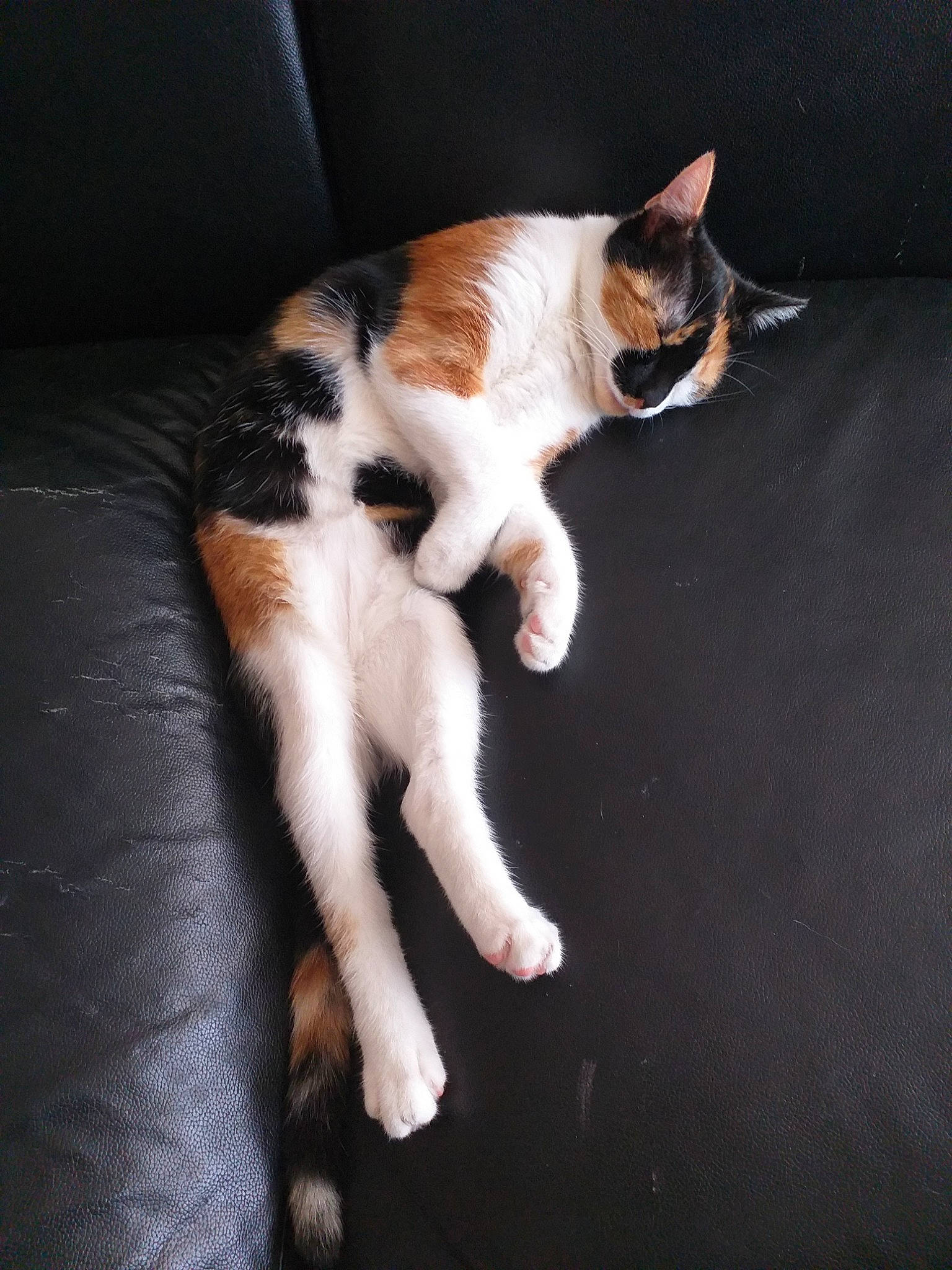 Parle a rejoint le concours — aidez-le/la à gagner de superbes lots ! canidae, carnivore, cat, dog_breed, fawn, felidae, floor, fur, kitten, paw, polydactyl_cat, small_to_medium_sized_cats, sporting_group, tail, whiskers