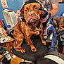 Larry is registered to the contest to win money with this photo: dog, headphones, person, chair, office_chair, brown_dog, brindle_dog, indoor, room, poster, fan, wooden_floor, furniture, technology, casual_clothing, pet, seated, hand, cable, electronics
