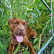 Larry joined the competition — help win amazing prizes! dog, brown_dog, tongue_out, garden, plants, greenery, flowers, wire_fence, outdoor, nature, pet, canine, grass, leafy, summer, animal, happy, resting, closeup, curious