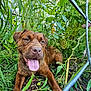 animal, brown_dog, canine, closeup, curious, dog, flowers, garden, grass, greenery, happy, leafy, nature, outdoor, pet, plants, resting, summer, tongue_out, wire_fence