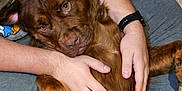 Larry is registered to the contest to win money with this photo: dog, person, hand, watch, floor, brown_fur, pet, indoor, relaxing, comfort, animal, face, eyes, paw, clothing, casual, cuddle, companion, friendship