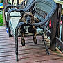 dog, wicker_chair, porch, wooden_floor, outdoor, pet, animal, brindle, furniture, relaxed, guarding, mouth_holding, seat_cushion, backyard, daylight, collar, metal_tag, railing, wood, domestic_animal