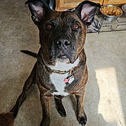 Elliot joined the competition — help win amazing prizes! dog, brindle, ears, collar, indoor, kitchen, floor, mop_bucket, cabinet, towel, sunflower, food_bowl, pet, animal, brown, white_chest, looking_up, flooring, domestic, curious