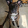 dog, brindle, ears, collar, indoor, kitchen, floor, mop_bucket, cabinet, towel, sunflower, food_bowl, pet, animal, brown, white_chest, looking_up, flooring, domestic, curious