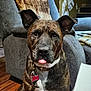 dog, brindle, pet, indoor, couch, blanket, collar, tag, tongue, wooden_floor, furniture, closeup, canine, domestic_animal, brown, white_chest, ears, portrait, sitting, house