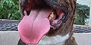 Elliot is registered to the contest to win money with this photo: dog, tongue, close_up, pet, collar, tags, outdoor, furniture, happy, panting, canine, brown, white_chest, house, greenery, summer, sitting, domestic_animal, animal, portrait