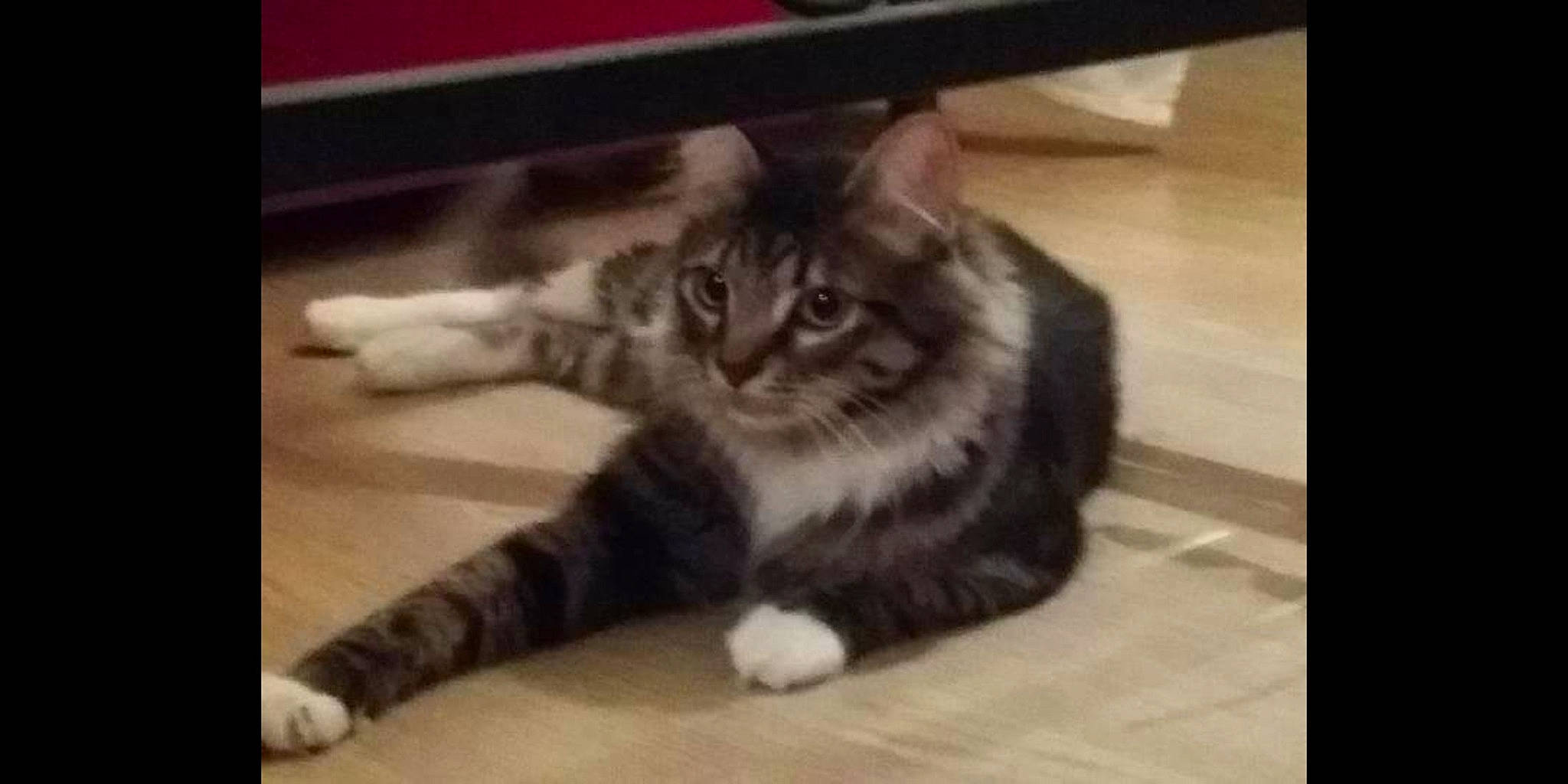 Tim Tim participe au concours pour gagner de l'argent avec cette photo : carnivore, cat, european_shorthair, eye, facial_expression, felidae, fur, kitten, maine_coon, mammal, norwegian_forest_cat, paw, photo_caption, photography, small_to_medium_sized_cats, snapshot, snout, tabby_cat, vertebrate, whiskers