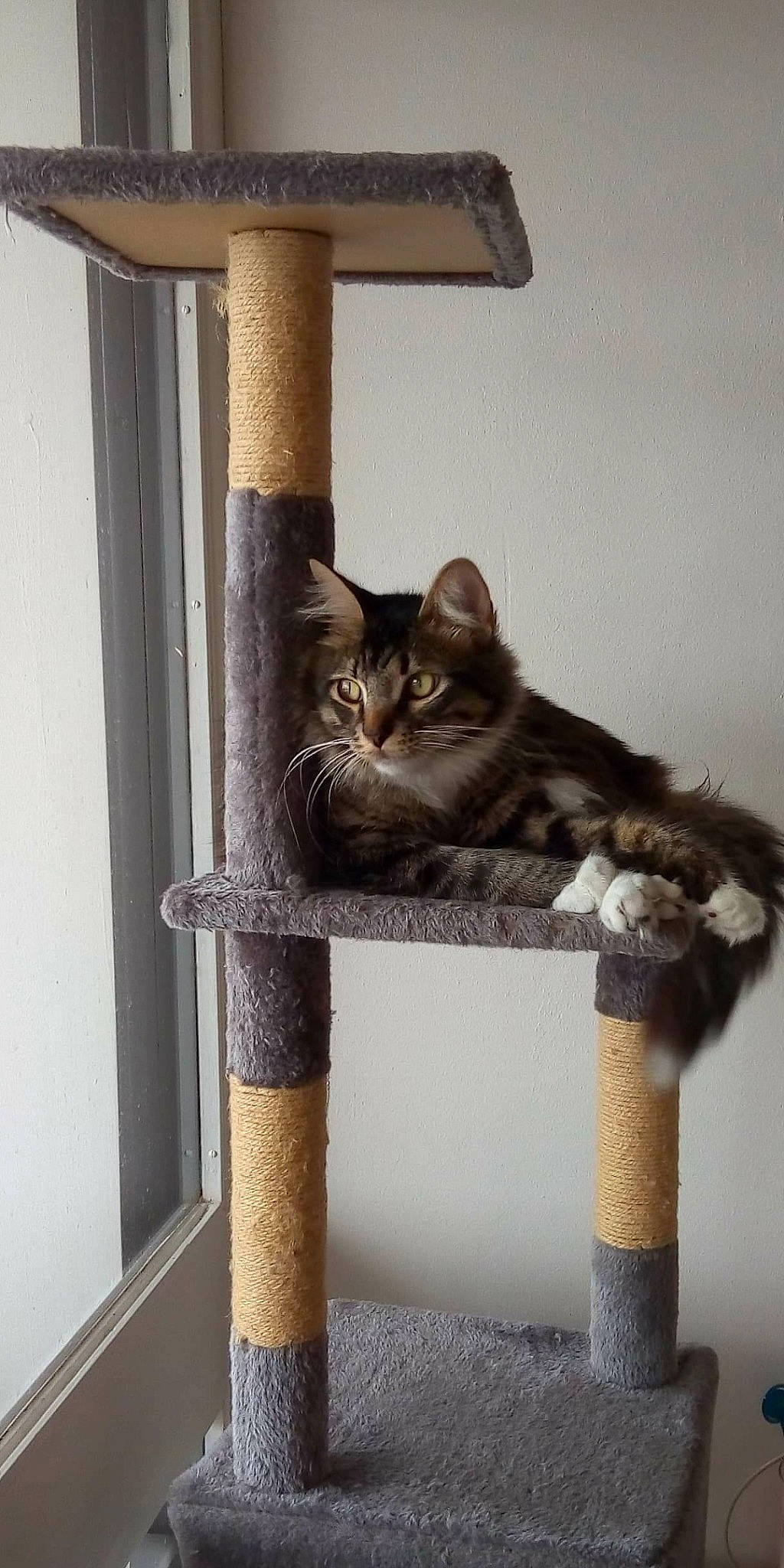 Tim Tim a rejoint le concours — aidez-le/la à gagner de superbes lots ! carnivore, cat, cat_furniture, cat_supply, domestic_short_haired_cat, european_shorthair, felidae, kitten, polydactyl_cat, small_to_medium_sized_cats, tail, whiskers