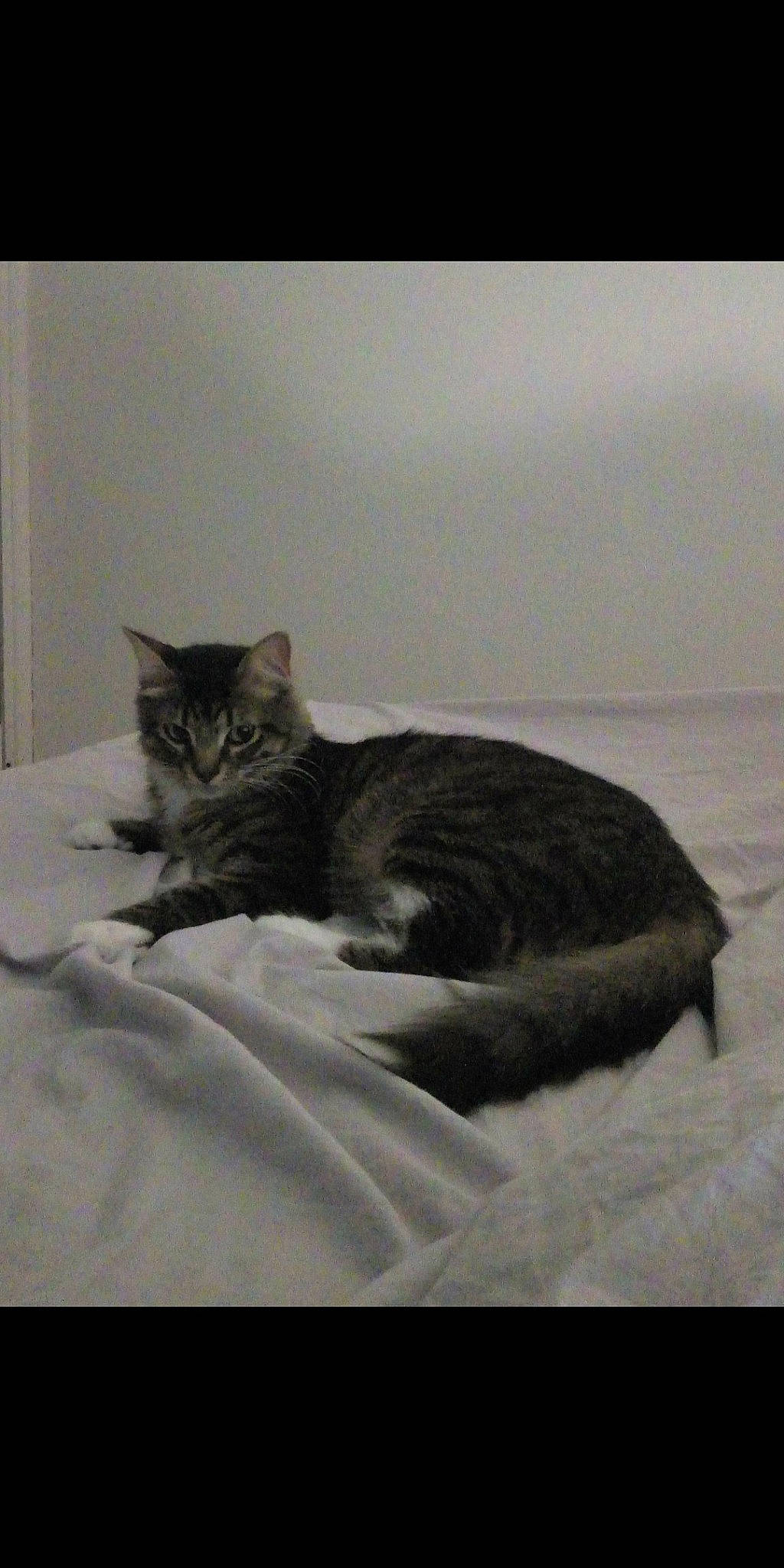 Tim Tim a rejoint le concours — aidez-le/la à gagner de superbes lots ! american_shorthair, asian, bed, black_and_white, carnivore, cat, domestic_short_haired_cat, dragon_li, european_shorthair, felidae, kitten, mammal, small_to_medium_sized_cats, tabby_cat, tail, whiskers