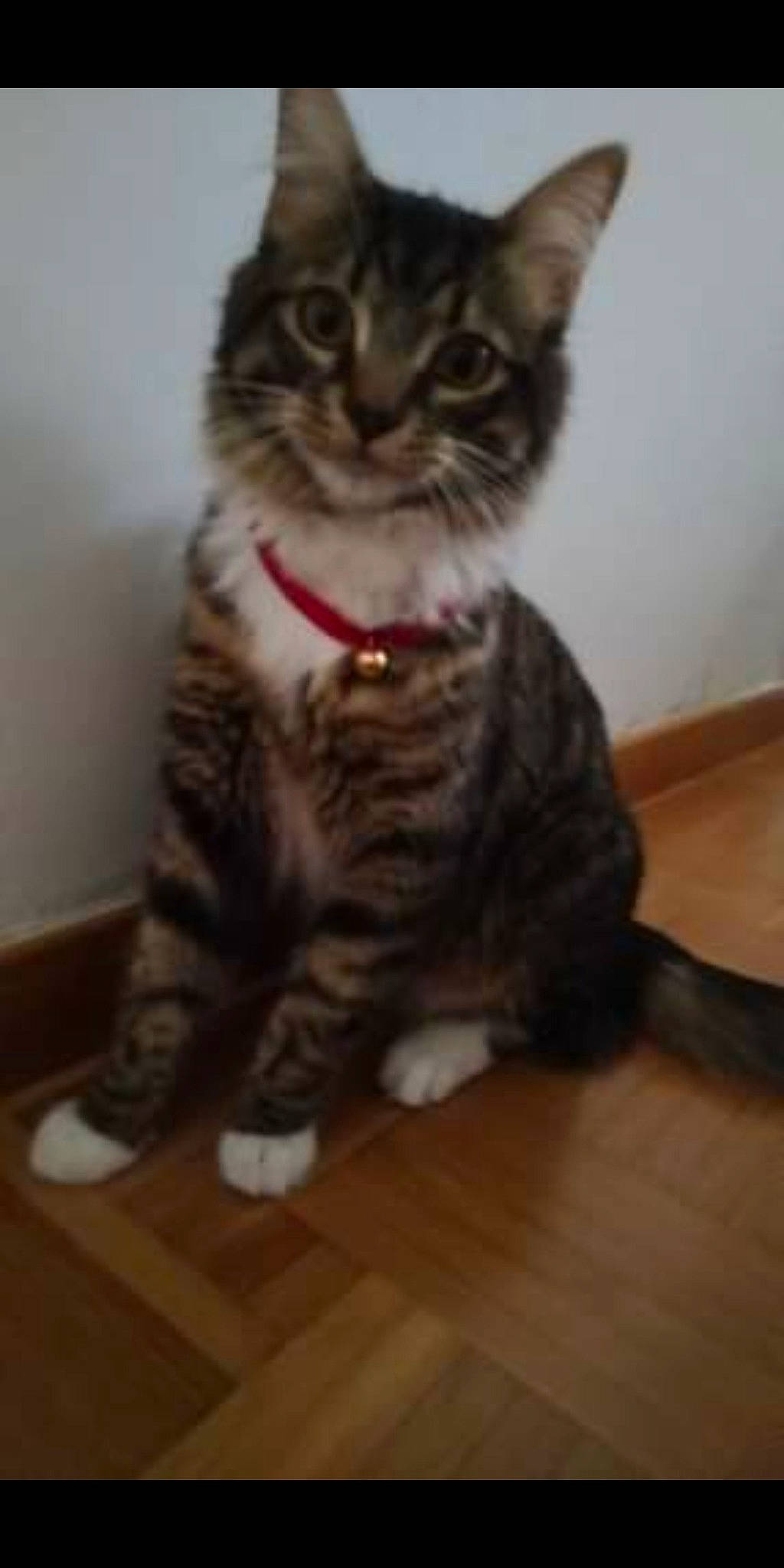 Tim Tim a rejoint le concours — aidez-le/la à gagner de superbes lots ! aegean_cat, american_curl, american_shorthair, american_wirehair, asian, california_spangled, carnivore, cat, domestic_short_haired_cat, dragon_li, european_shorthair, felidae, kitten, mammal, polydactyl_cat, siberian, small_to_medium_sized_cats, tabby_cat, vertebrate, whiskers