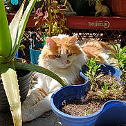 Tyrion Of House Cat is registered to the contest to win money with this photo: cat, orange_cat, white_cat, fluffy_cat, plant, potted_plant, garden, sunlight, outdoor, flower_pot, greenery, leaf, aloe_vera, relaxing, pet, fur, nature, animal, cute, resting
