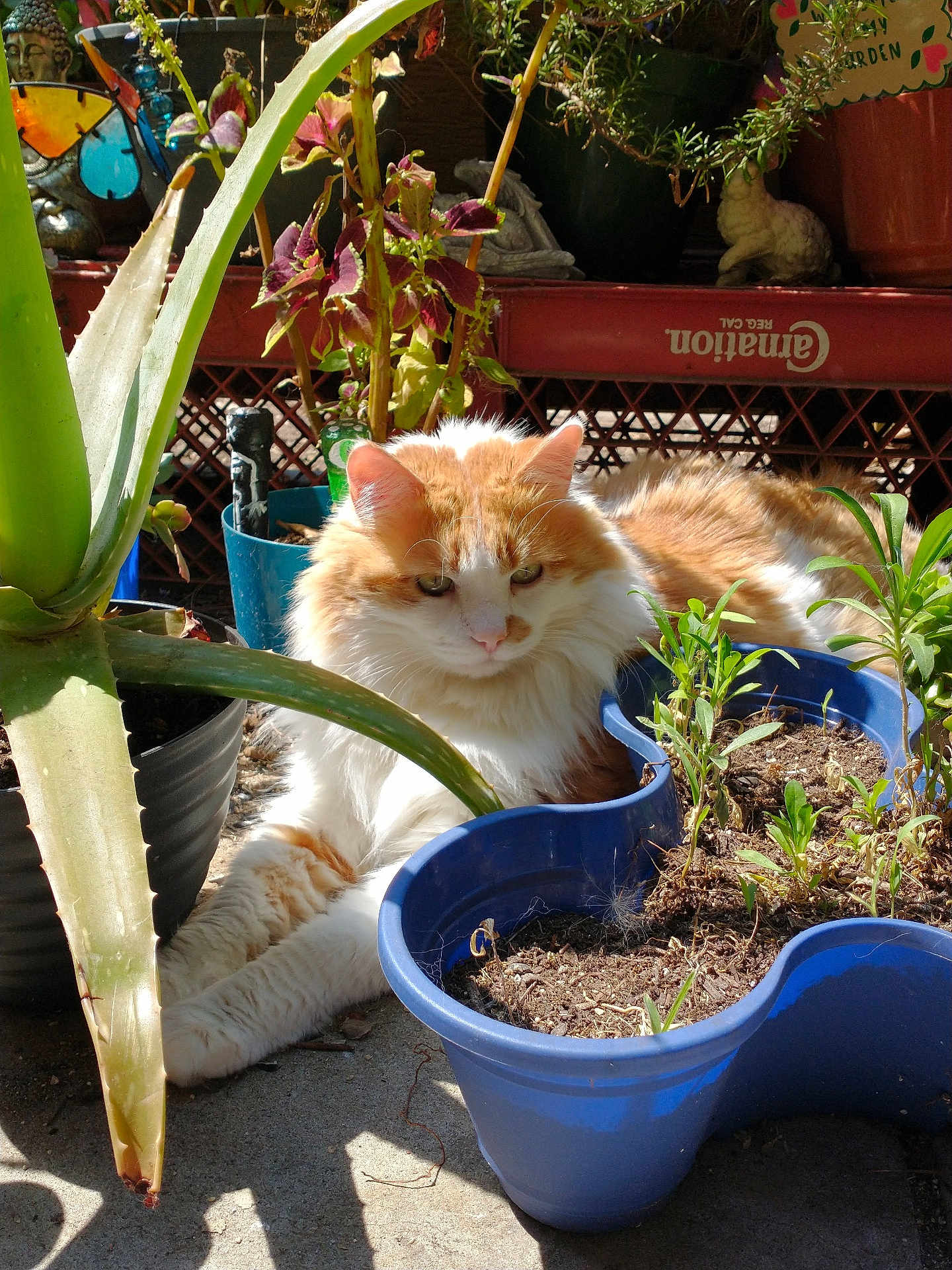 Tyrion Of House Cat is registered to the contest to win money with this photo: cat, orange_cat, white_cat, fluffy_cat, plant, potted_plant, garden, sunlight, outdoor, flower_pot, greenery, leaf, aloe_vera, relaxing, pet, fur, nature, animal, cute, resting