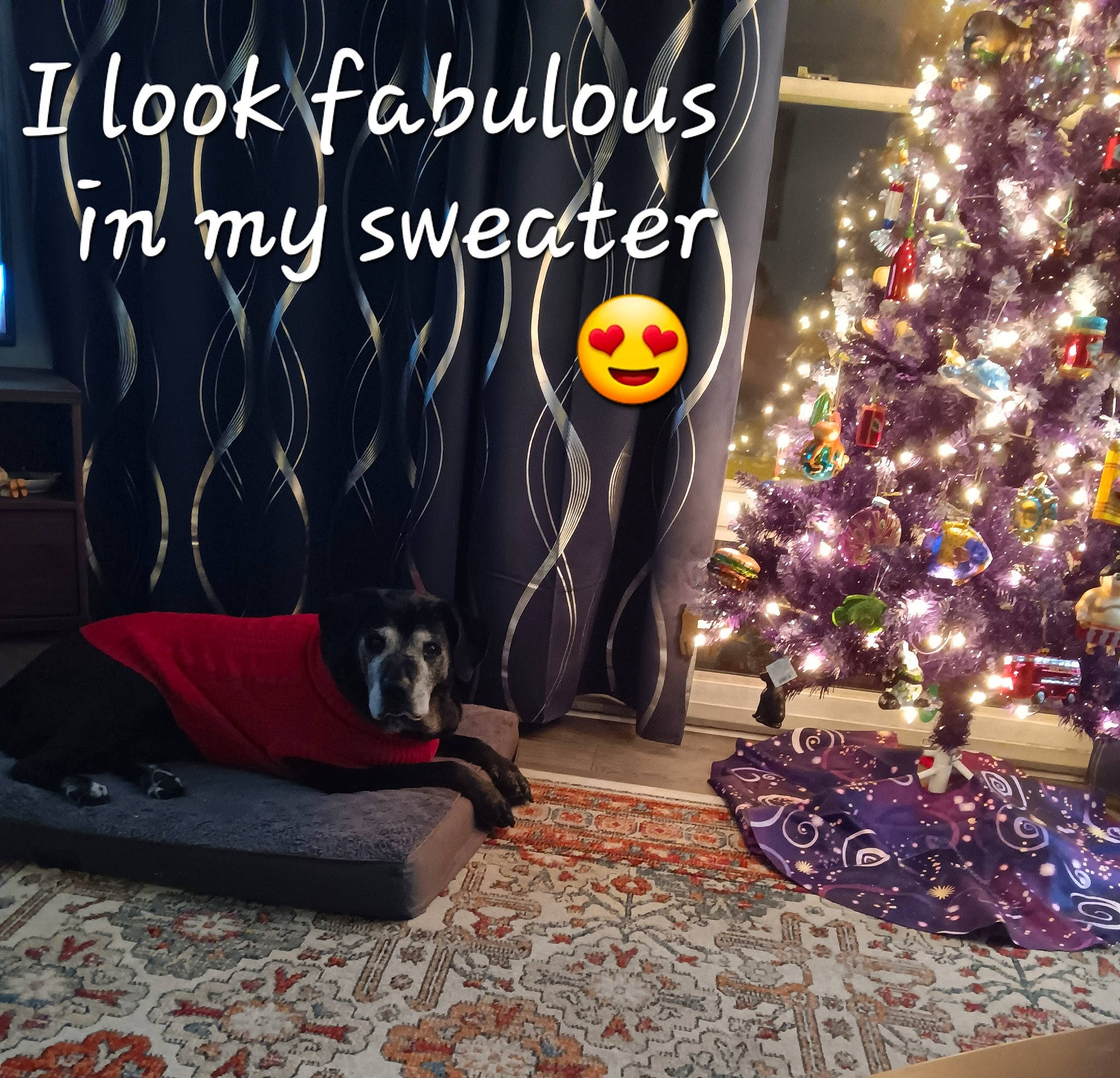 Sasha is registered to the contest to win money with this photo: black, carnivore, christmas_decoration, christmas_ornament, christmas_tree, comfort, companion_dog, conifer, couch, decoration, dog, event, flooring, holiday, holiday_ornament, interior_design, living_room, ornament, plant, room