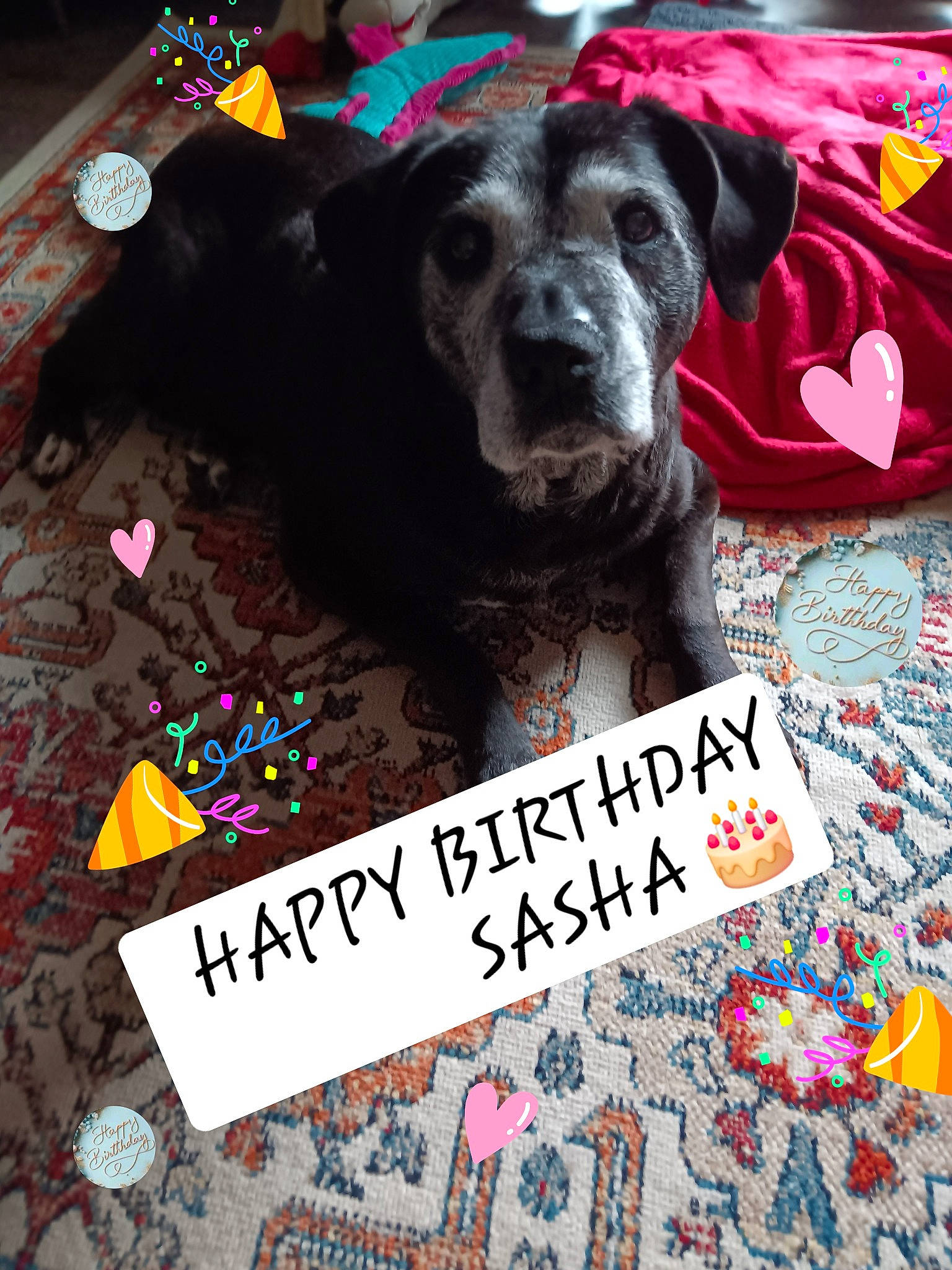 Sasha is registered to the contest to win money with this photo: advertising, art, canidae, carnivore, companion_dog, dog, dog_breed, dog_supply, font, fur, guard_dog, handwriting, liver, photo_caption, snout, sporting_group, visual_arts, working_animal, working_dog