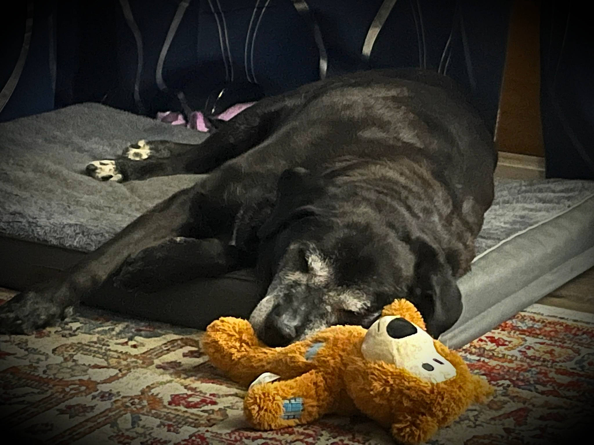 Sasha joined the competition — help win amazing prizes! art, bed, canidae, carnivore, comfort, companion_dog, darkness, dog, dog_breed, flooring, fur, grey, nap, room, snout, sporting_group, terrestrial_animal, tints_and_shades, toy, working_animal