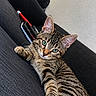 animal, cat, closeup, couch, ears, feline, green_eyes, home, indoor, kitten, lounging, lying_down, paws, pet, portrait, relaxed, sofa, striped_fur, tabby, whiskers