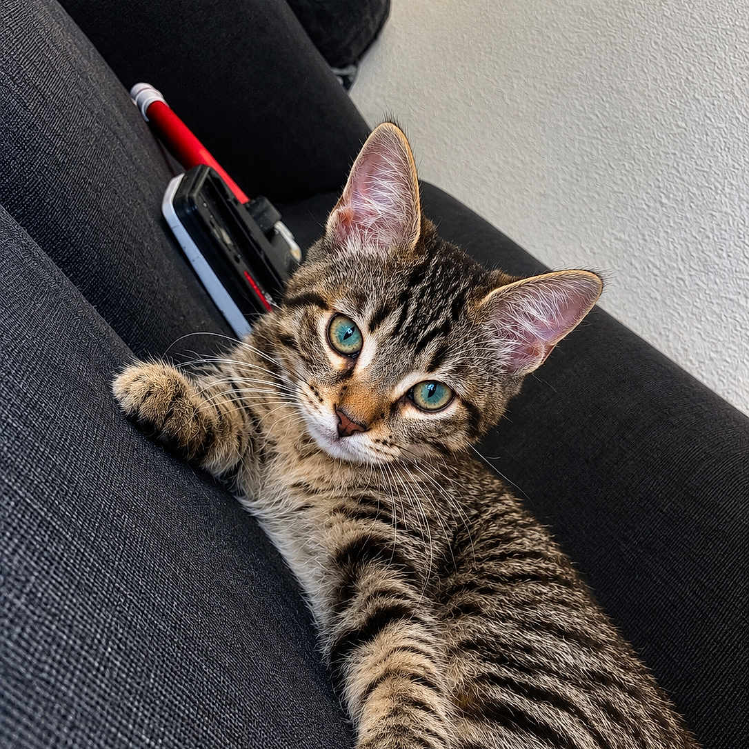 Nika
