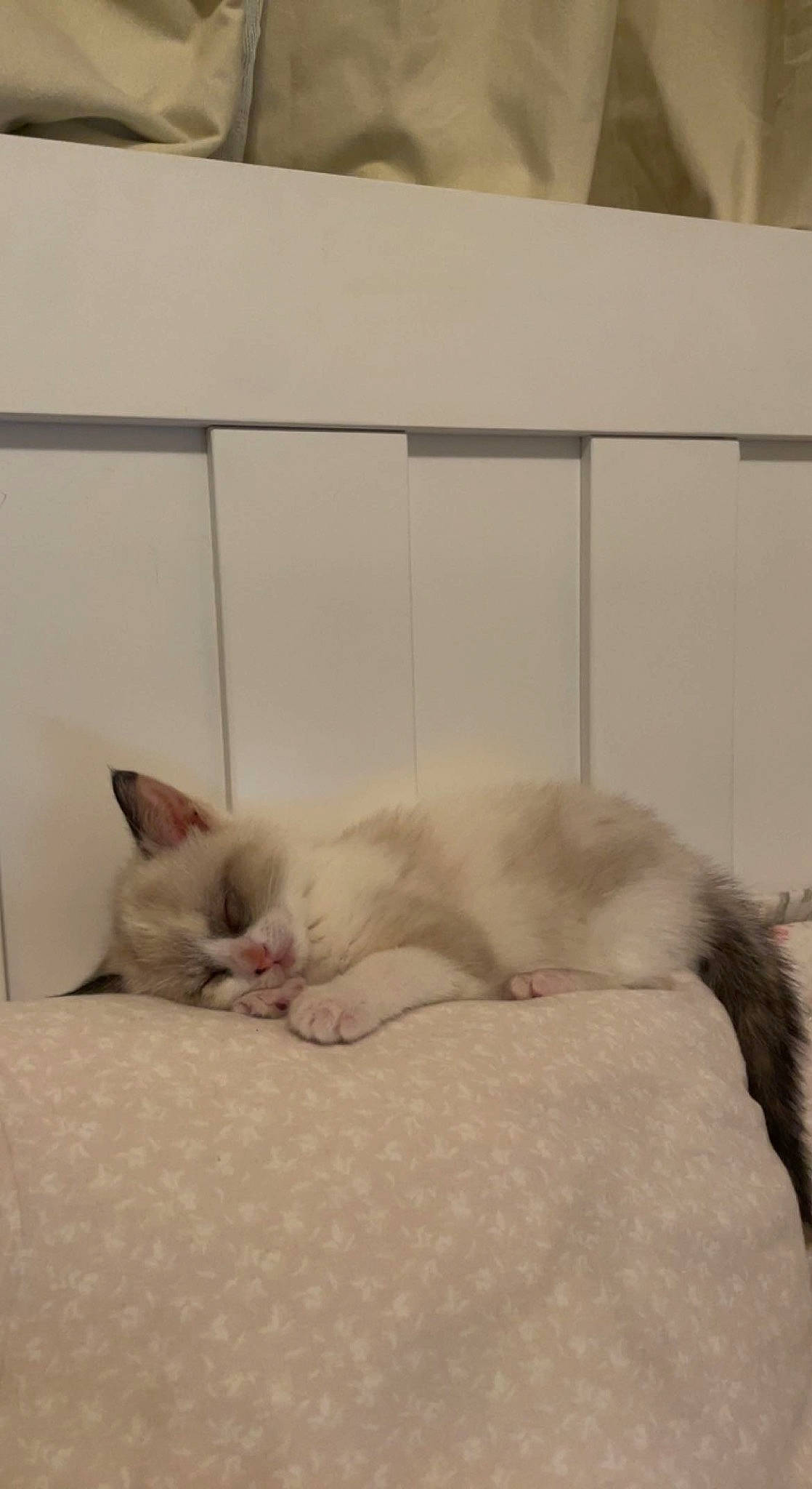 Cracky joined the competition — help win amazing prizes! bed, carnivore, cat, claw, comfort, domestic_short_haired_cat, fawn, felidae, flooring, foot, fur, linens, nap, paw, room, sleep, small_to_medium_sized_cats, snout, tail, whiskers