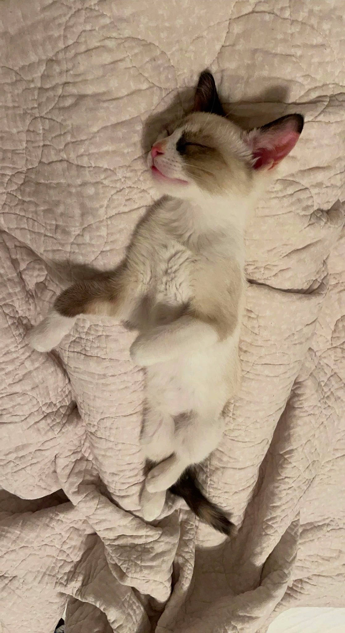 Ruby joined the competition — help win amazing prizes! art, carnivore, cat, comfort, domestic_short_haired_cat, felidae, fur, gesture, paw, sculpture, small_to_medium_sized_cats, tail, whiskers, wood