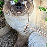 animal, blue_eyes, branches, cat, close_up, curious, cute, fur, ground, leaves, mammal, nature, outdoor, paw, pet, plants, siamese, tail, whiskers, wildlife