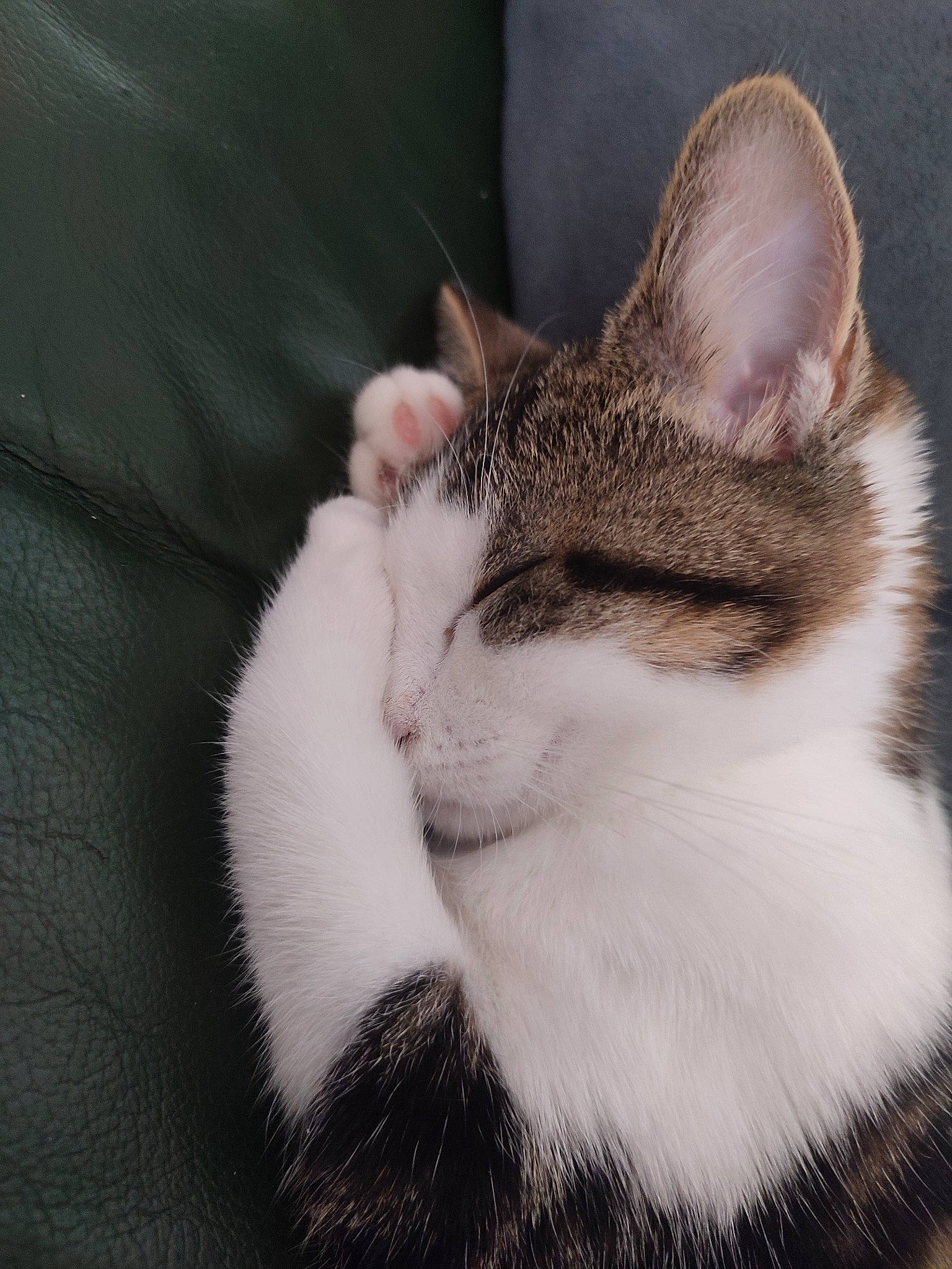 Kaïla a rejoint le concours — aidez-le/la à gagner de superbes lots ! carnivore, cat, comfort, domestic_short_haired_cat, ear, eye, felidae, fur, paw, plant, small_to_medium_sized_cats, snout, tree, whiskers, window