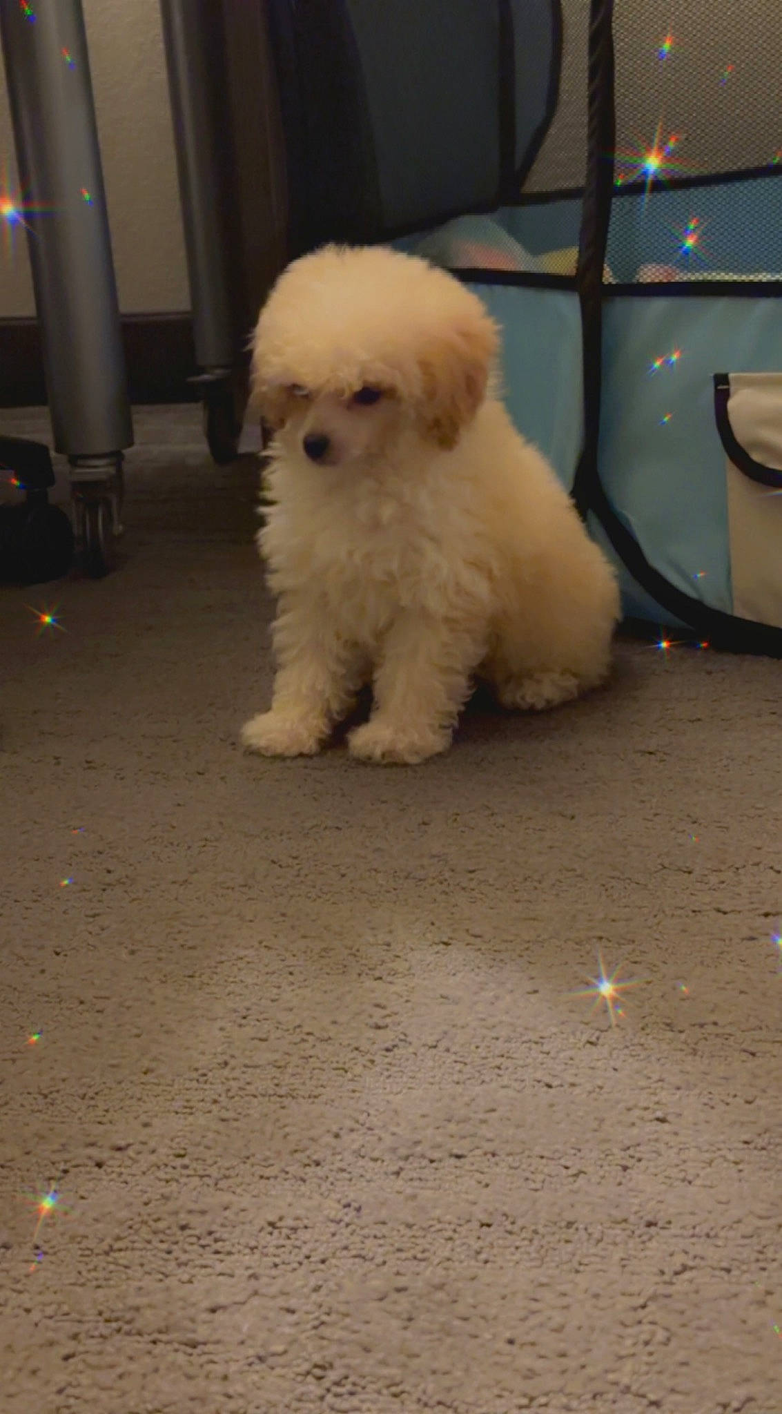 Penelope joined the competition — help win amazing prizes! bichon, canidae, carnivore, companion_dog, dog, dog_breed, flooring, fur, mal_shi, maltepoo, non_sporting_group, poodle, poodle_crossbreed, small_terrier, snout, sporting_group, terrier, toy_dog, water_dog, working_animal