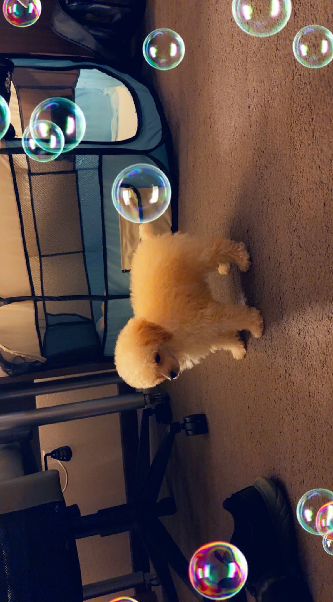 Penelope is registered to the contest to win money with this photo: animation, art, automotive_lighting, baby_toys, ceiling, eyewear, font, fur, gas, logo, machine, metal, plush, room, space, still_life_photography, stuffed_toy, teddy_bear, toy, visual_arts