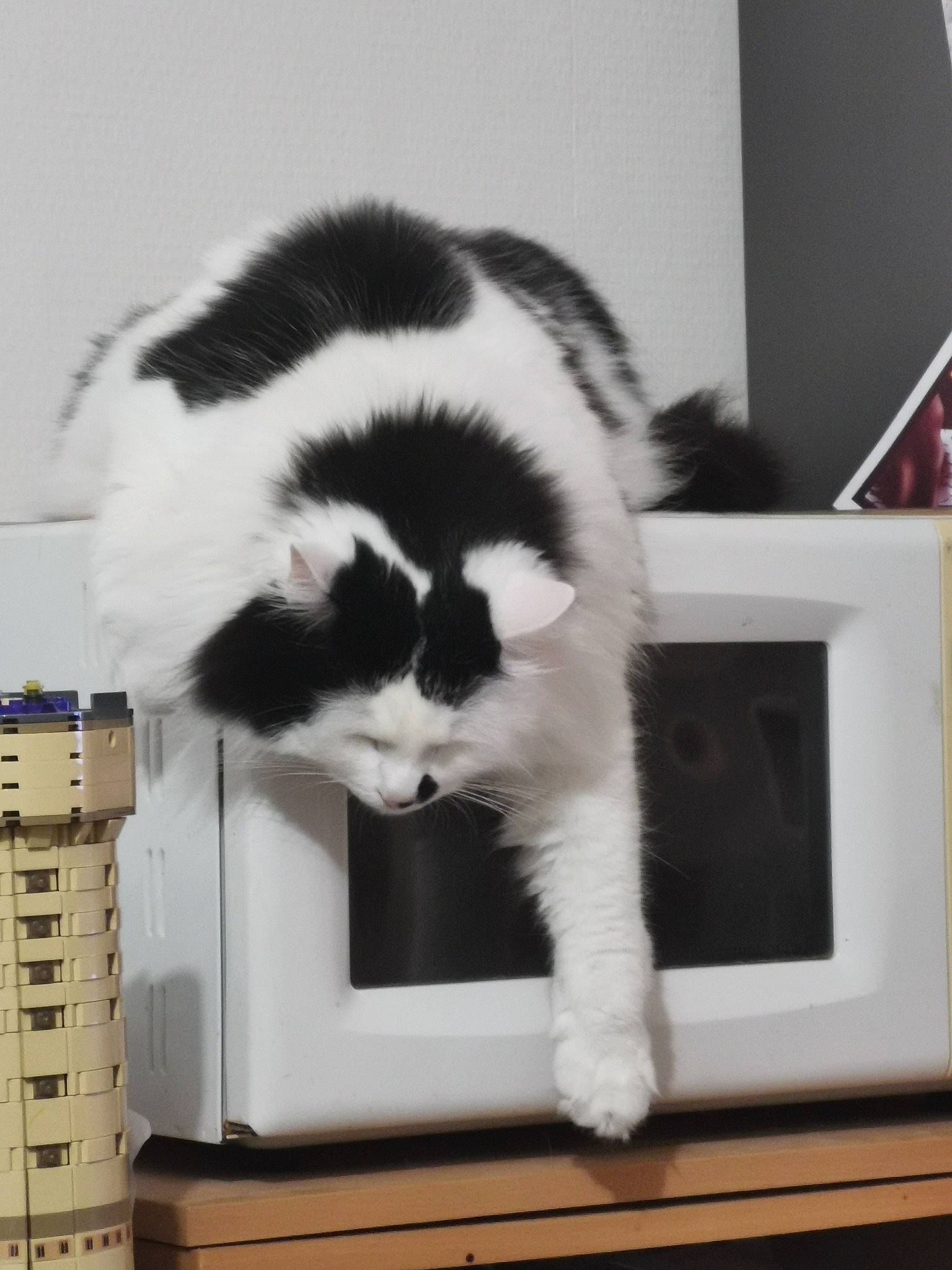 Rouky a rejoint le concours — aidez-le/la à gagner de superbes lots ! cardboard, carnivore, cat, claw, comfort, domestic_short_haired_cat, felidae, fur, monochrome, monochrome_photography, nap, office_equipment, paw, room, shelf, small_to_medium_sized_cats, snout, tail, whiskers, window