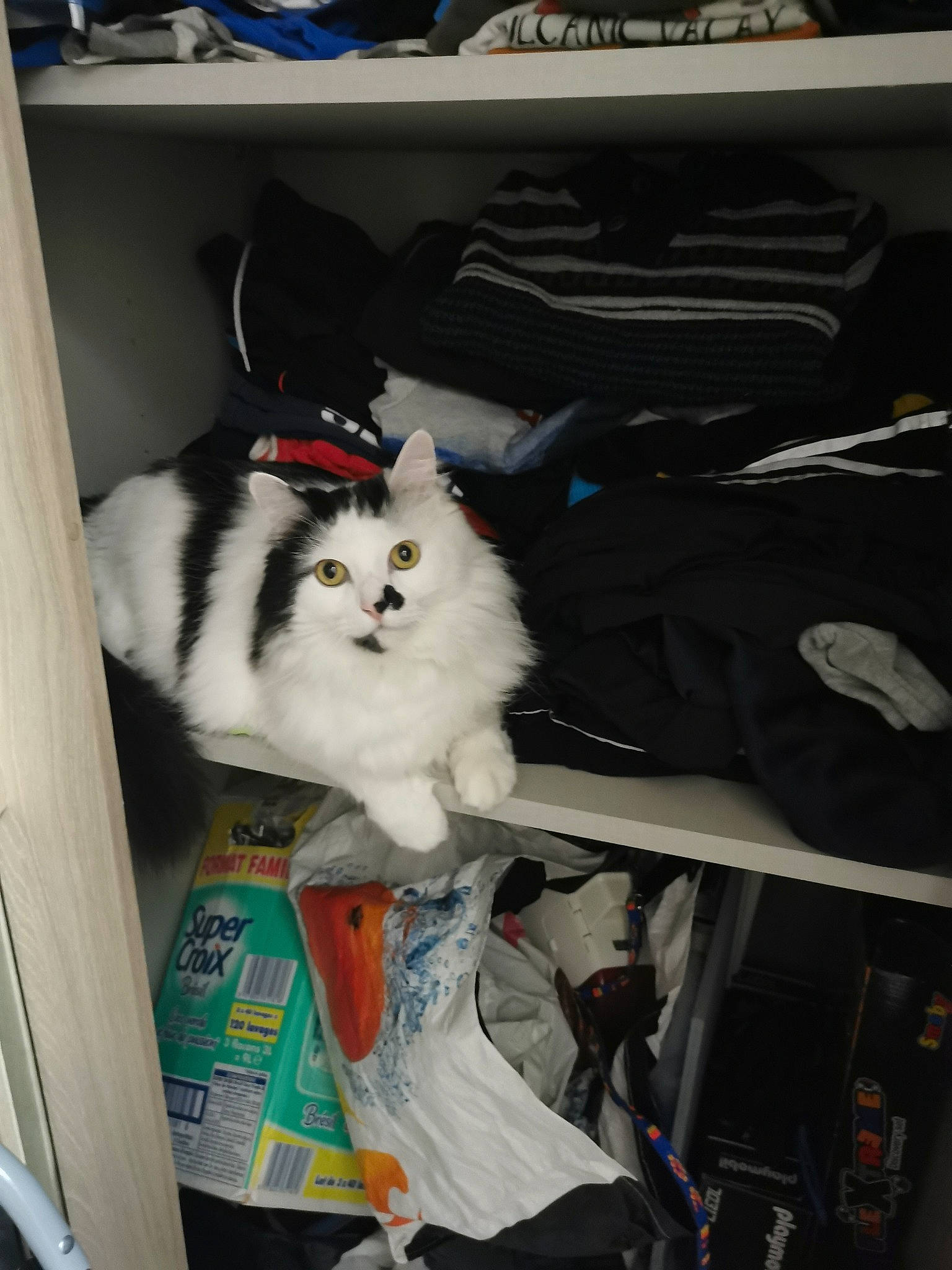 Rouky a rejoint le concours — aidez-le/la à gagner de superbes lots ! canidae, carnivore, cat, companion_dog, felidae, fur, machine, publication, room, shelf, shelving, small_to_medium_sized_cats, spitz, tail, whiskers