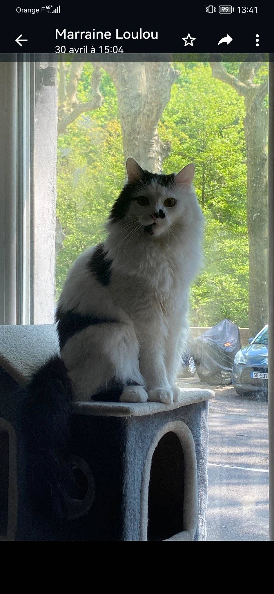 Rouky participe au concours pour gagner de l'argent avec cette photo : british_longhair, carnivore, cat, chair, felidae, fur, grey, plant, sitting, small_to_medium_sized_cats, snout, tail, terrestrial_animal, tints_and_shades, tire, tree, wheel, whiskers, window, wood