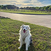 Aster joined the competition — help win amazing prizes! canine, clouds, daytime, dog, fur, grass, greenery, happy, harness, leash, nature, outdoor, park, pet, road, sitting, sky, smiling, sunlight, white_dog