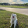 canine, clouds, daytime, dog, fur, grass, greenery, happy, harness, leash, nature, outdoor, park, pet, road, sitting, sky, smiling, sunlight, white_dog
