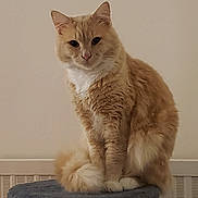 Minou a rejoint le concours — aidez-le/la à gagner de superbes lots ! cat, orange_cat, white_fur, fluffy, pet, indoor, cat_tower, feline, sitting, curious, calm, animal, whiskers, ears, tail, paws, domestic_cat, furry, portrait, house_pet
