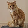 cat, orange_cat, white_fur, fluffy, pet, indoor, cat_tower, feline, sitting, curious, calm, animal, whiskers, ears, tail, paws, domestic_cat, furry, portrait, house_pet