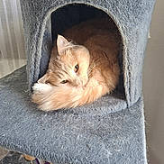 Minou participe au concours pour gagner de l'argent avec cette photo : animal, cat, cat_condo, cat_house, cozy, curled_up, cute, domestic_cat, feline, fur, furry, ginger_cat, indoor, pet, relaxed, resting, sleepy, soft, tail, whiskers