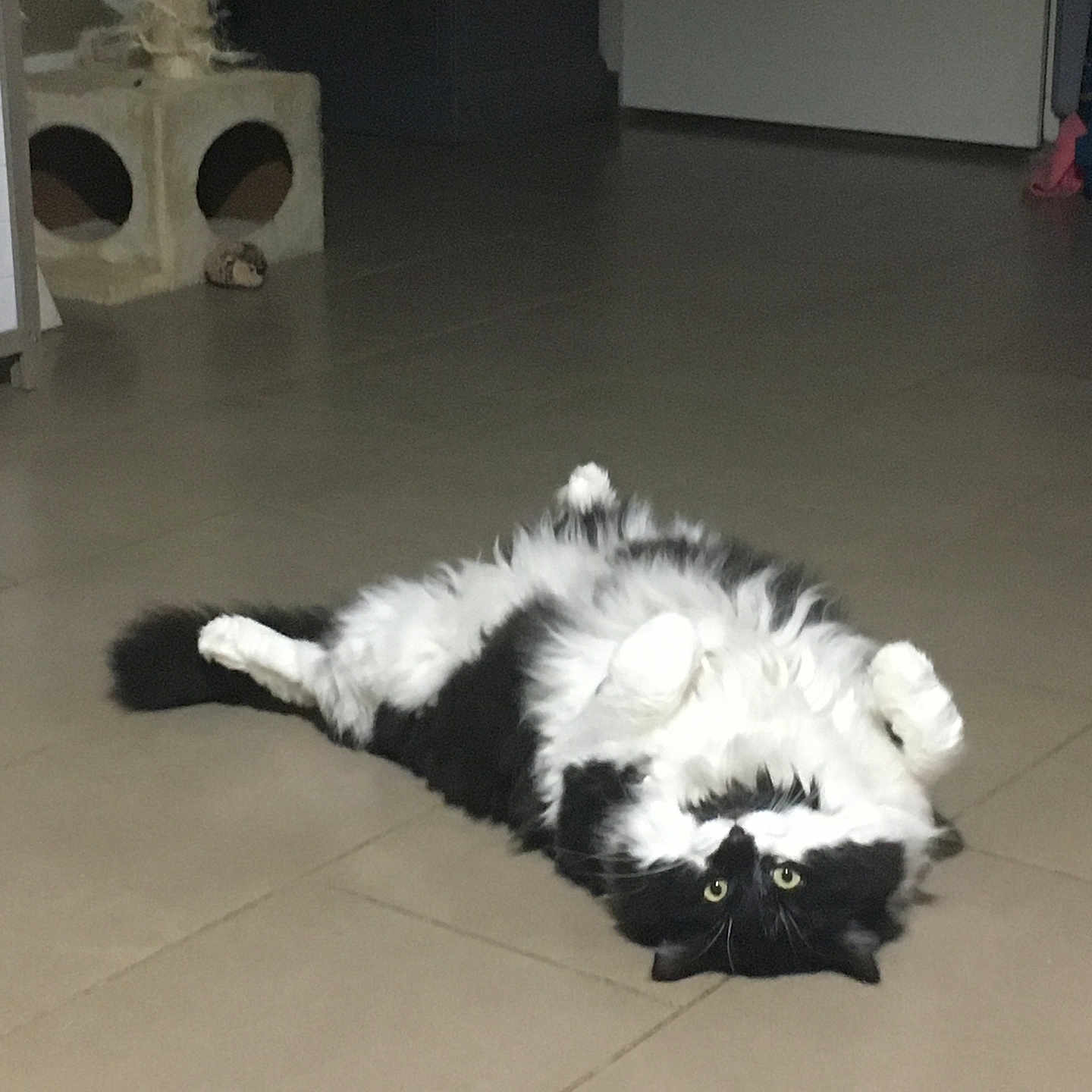 Henry