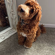 Charlie Cash Cagle joined the competition — help win amazing prizes! animal, brown, carpet, collar, companion, curly_fur, cute, decor, dog, domestic, fluffy, friendly, head_tilt, indoor, mirror, pet, reflection, sitting, wall, white_paws