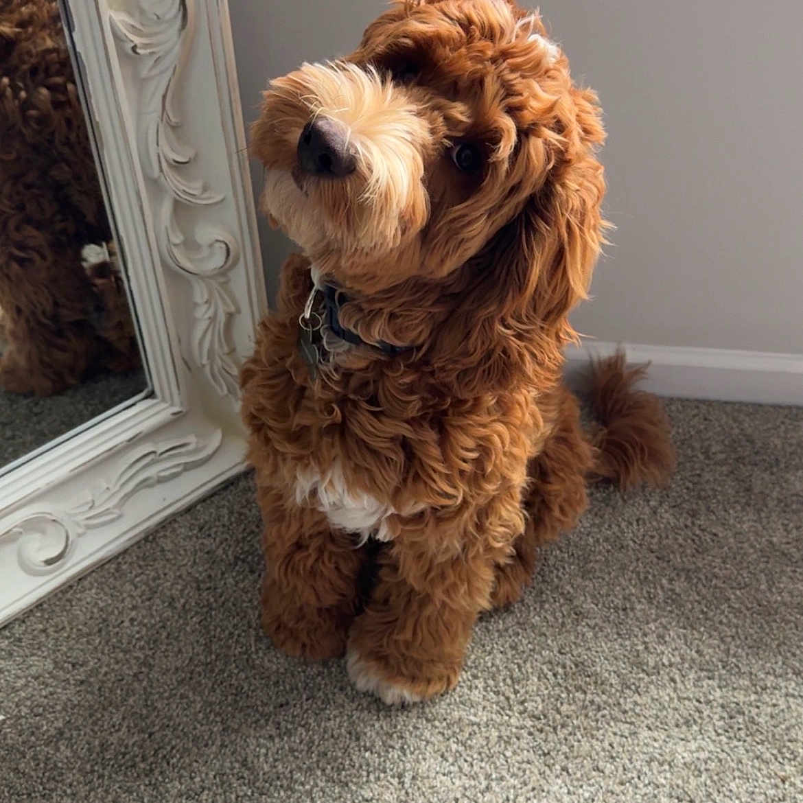 Charlie Cash Cagle joined the competition — help win amazing prizes! animal, brown, carpet, collar, companion, curly_fur, cute, decor, dog, domestic, fluffy, friendly, head_tilt, indoor, mirror, pet, reflection, sitting, wall, white_paws